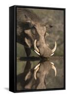 Warthog (Phacochoerus Aethiopicus), at Water, Mkhuze Game Reserve, Kwazulu-Natal, South Africa-Ann & Steve Toon-Framed Stretched Canvas