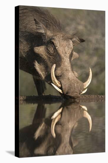 Warthog (Phacochoerus Aethiopicus), at Water, Mkhuze Game Reserve, Kwazulu-Natal, South Africa-Ann & Steve Toon-Stretched Canvas