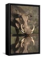 Warthog (Phacochoerus Aethiopicus), at Water, Mkhuze Game Reserve, Kwazulu-Natal, South Africa-Ann & Steve Toon-Framed Stretched Canvas