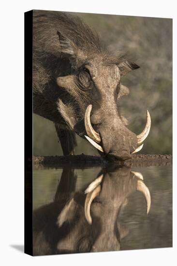 Warthog (Phacochoerus Aethiopicus), at Water, Mkhuze Game Reserve, Kwazulu-Natal, South Africa-Ann & Steve Toon-Stretched Canvas