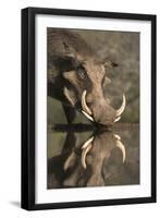 Warthog (Phacochoerus Aethiopicus), at Water, Mkhuze Game Reserve, Kwazulu-Natal, South Africa-Ann & Steve Toon-Framed Premium Photographic Print