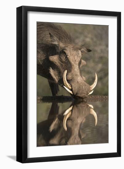 Warthog (Phacochoerus Aethiopicus), at Water, Mkhuze Game Reserve, Kwazulu-Natal, South Africa-Ann & Steve Toon-Framed Premium Photographic Print