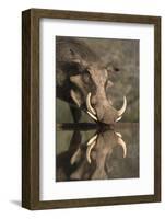 Warthog (Phacochoerus Aethiopicus), at Water, Mkhuze Game Reserve, Kwazulu-Natal, South Africa-Ann & Steve Toon-Framed Photographic Print