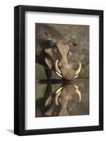 Warthog (Phacochoerus Aethiopicus), at Water, Mkhuze Game Reserve, Kwazulu-Natal, South Africa-Ann & Steve Toon-Framed Photographic Print