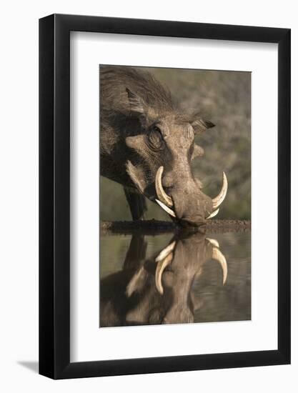 Warthog (Phacochoerus Aethiopicus), at Water, Mkhuze Game Reserve, Kwazulu-Natal, South Africa-Ann & Steve Toon-Framed Photographic Print