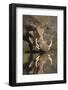 Warthog (Phacochoerus Aethiopicus), at Water, Mkhuze Game Reserve, Kwazulu-Natal, South Africa-Ann & Steve Toon-Framed Photographic Print