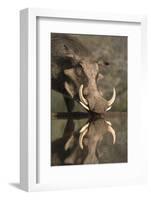 Warthog (Phacochoerus Aethiopicus), at Water, Mkhuze Game Reserve, Kwazulu-Natal, South Africa-Ann & Steve Toon-Framed Photographic Print