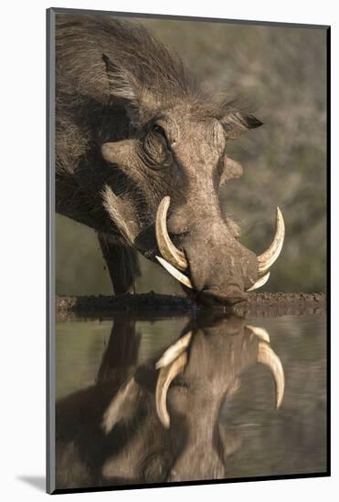 Warthog (Phacochoerus Aethiopicus), at Water, Mkhuze Game Reserve, Kwazulu-Natal, South Africa-Ann & Steve Toon-Mounted Photographic Print