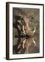 Warthog (Phacochoerus Aethiopicus), at Water, Mkhuze Game Reserve, Kwazulu-Natal, South Africa-Ann & Steve Toon-Framed Photographic Print