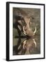 Warthog (Phacochoerus Aethiopicus), at Water, Mkhuze Game Reserve, Kwazulu-Natal, South Africa-Ann & Steve Toon-Framed Photographic Print