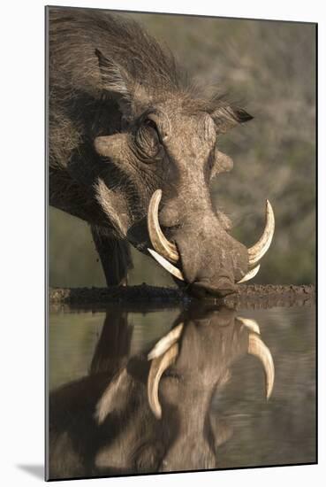 Warthog (Phacochoerus Aethiopicus), at Water, Mkhuze Game Reserve, Kwazulu-Natal, South Africa-Ann & Steve Toon-Mounted Photographic Print