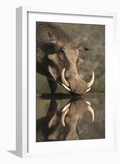 Warthog (Phacochoerus Aethiopicus), at Water, Mkhuze Game Reserve, Kwazulu-Natal, South Africa-Ann & Steve Toon-Framed Photographic Print