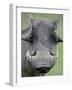 Warthog (Phacochoerus Aethiopicus), Kruger National Park, South Africa, Africa-null-Framed Photographic Print