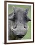 Warthog (Phacochoerus Aethiopicus), Kruger National Park, South Africa, Africa-null-Framed Photographic Print