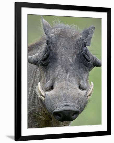 Warthog (Phacochoerus Aethiopicus), Kruger National Park, South Africa, Africa-null-Framed Photographic Print