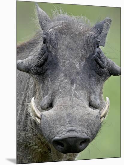 Warthog (Phacochoerus Aethiopicus), Kruger National Park, South Africa, Africa-null-Mounted Photographic Print