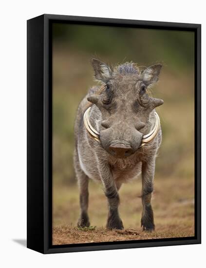 Warthog (Phacochoerus Aethiopicus), Male, Addo Elephant National Park, South Africa, Africa-James Hager-Framed Stretched Canvas