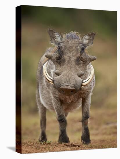 Warthog (Phacochoerus Aethiopicus), Male, Addo Elephant National Park, South Africa, Africa-James Hager-Stretched Canvas