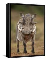 Warthog (Phacochoerus Aethiopicus), Male, Addo Elephant National Park, South Africa, Africa-James Hager-Framed Stretched Canvas