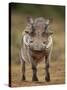 Warthog (Phacochoerus Aethiopicus), Male, Addo Elephant National Park, South Africa, Africa-James Hager-Stretched Canvas