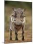 Warthog (Phacochoerus Aethiopicus), Male, Addo Elephant National Park, South Africa, Africa-James Hager-Mounted Premium Photographic Print