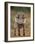 Warthog (Phacochoerus Aethiopicus), Male, Addo Elephant National Park, South Africa, Africa-James Hager-Framed Photographic Print