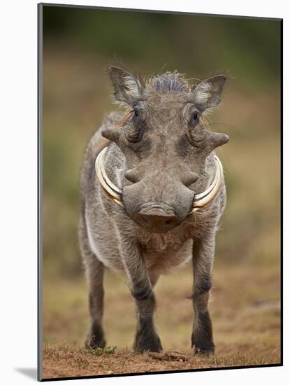 Warthog (Phacochoerus Aethiopicus), Male, Addo Elephant National Park, South Africa, Africa-James Hager-Mounted Photographic Print