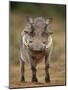 Warthog (Phacochoerus Aethiopicus), Male, Addo Elephant National Park, South Africa, Africa-James Hager-Mounted Photographic Print