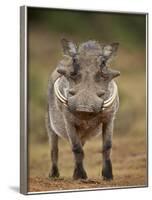 Warthog (Phacochoerus Aethiopicus), Male, Addo Elephant National Park, South Africa, Africa-James Hager-Framed Photographic Print