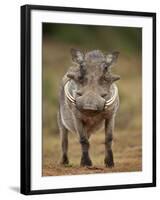 Warthog (Phacochoerus Aethiopicus), Male, Addo Elephant National Park, South Africa, Africa-James Hager-Framed Photographic Print