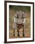 Warthog (Phacochoerus Aethiopicus), Male, Addo Elephant National Park, South Africa, Africa-James Hager-Framed Photographic Print