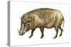 Warthog (Phacochoerus Aethiopicus), Mammals-Encyclopaedia Britannica-Stretched Canvas