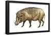 Warthog (Phacochoerus Aethiopicus), Mammals-Encyclopaedia Britannica-Framed Poster