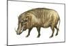 Warthog (Phacochoerus Aethiopicus), Mammals-Encyclopaedia Britannica-Mounted Poster