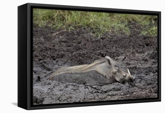 Warthog (Phacochoerus Aethiopicus) Mud Bathing, Ngorongoro Crater, Tanzania,East Africa, Africa-James Hager-Framed Stretched Canvas