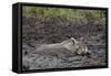 Warthog (Phacochoerus Aethiopicus) Mud Bathing, Ngorongoro Crater, Tanzania,East Africa, Africa-James Hager-Framed Stretched Canvas