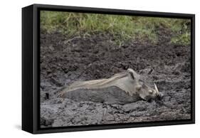 Warthog (Phacochoerus Aethiopicus) Mud Bathing, Ngorongoro Crater, Tanzania,East Africa, Africa-James Hager-Framed Stretched Canvas