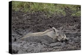 Warthog (Phacochoerus Aethiopicus) Mud Bathing, Ngorongoro Crater, Tanzania,East Africa, Africa-James Hager-Stretched Canvas