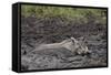 Warthog (Phacochoerus Aethiopicus) Mud Bathing, Ngorongoro Crater, Tanzania,East Africa, Africa-James Hager-Framed Stretched Canvas