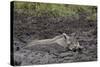 Warthog (Phacochoerus Aethiopicus) Mud Bathing, Ngorongoro Crater, Tanzania,East Africa, Africa-James Hager-Stretched Canvas