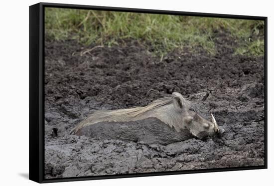 Warthog (Phacochoerus Aethiopicus) Mud Bathing, Ngorongoro Crater, Tanzania,East Africa, Africa-James Hager-Framed Stretched Canvas