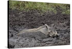 Warthog (Phacochoerus Aethiopicus) Mud Bathing, Ngorongoro Crater, Tanzania,East Africa, Africa-James Hager-Stretched Canvas