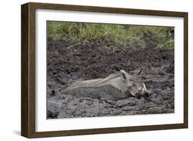 Warthog (Phacochoerus Aethiopicus) Mud Bathing, Ngorongoro Crater, Tanzania,East Africa, Africa-James Hager-Framed Photographic Print