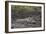 Warthog (Phacochoerus Aethiopicus) Mud Bathing, Ngorongoro Crater, Tanzania,East Africa, Africa-James Hager-Framed Photographic Print