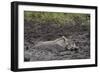 Warthog (Phacochoerus Aethiopicus) Mud Bathing, Ngorongoro Crater, Tanzania,East Africa, Africa-James Hager-Framed Photographic Print