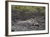 Warthog (Phacochoerus Aethiopicus) Mud Bathing, Ngorongoro Crater, Tanzania,East Africa, Africa-James Hager-Framed Photographic Print