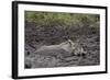 Warthog (Phacochoerus Aethiopicus) Mud Bathing, Ngorongoro Crater, Tanzania,East Africa, Africa-James Hager-Framed Photographic Print