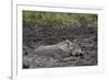 Warthog (Phacochoerus Aethiopicus) Mud Bathing, Ngorongoro Crater, Tanzania,East Africa, Africa-James Hager-Framed Photographic Print