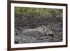 Warthog (Phacochoerus Aethiopicus) Mud Bathing, Ngorongoro Crater, Tanzania,East Africa, Africa-James Hager-Framed Photographic Print