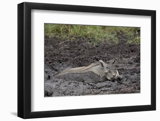 Warthog (Phacochoerus Aethiopicus) Mud Bathing, Ngorongoro Crater, Tanzania,East Africa, Africa-James Hager-Framed Premium Photographic Print